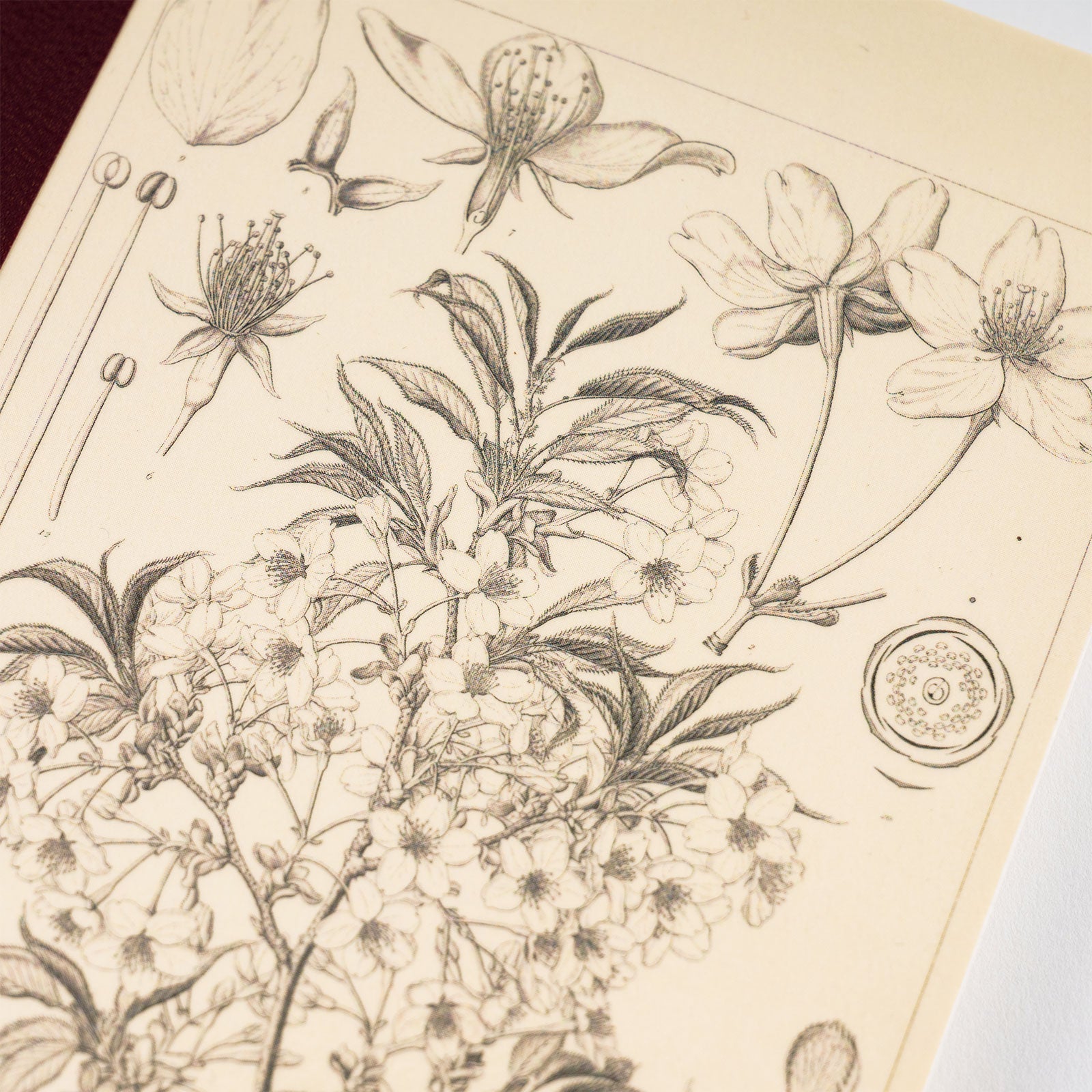 HOBONICHI 2024 Plain Notebook Yamazakura A5