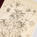 HOBONICHI 2024 Plain Notebook Yamazakura A5