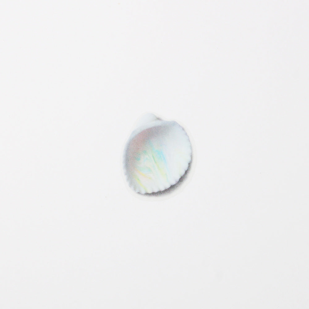 Appree Nature Sticker Seashell