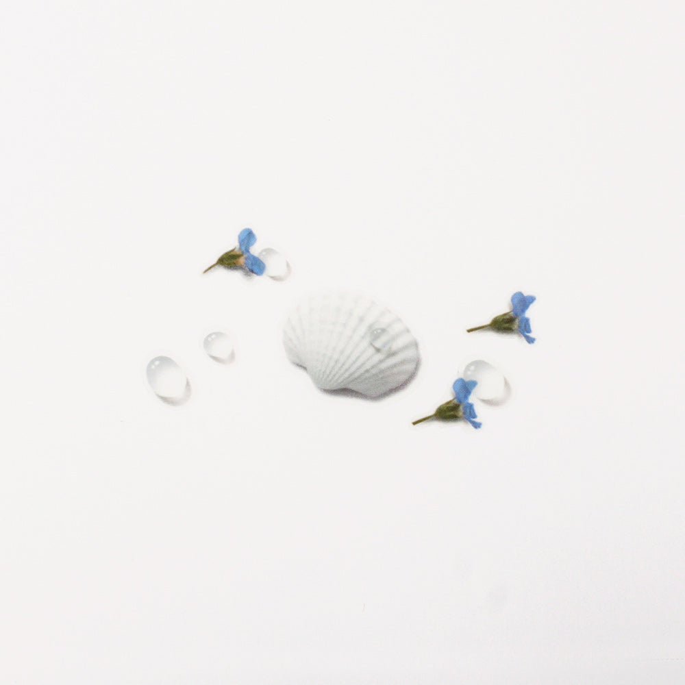Appree Nature Sticker Seashell
