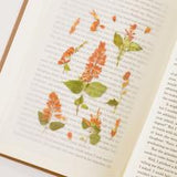 Appree Pressed Flower Sticker Salvia