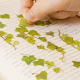 Appree Pressed Flower Sticker Ivy