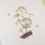 Appree Pressed Flower Sticker Lace Flower