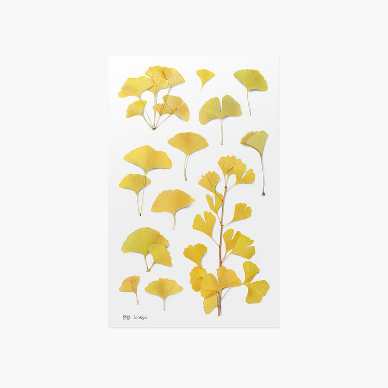 Appree Pressed Flower Sticker Gingko