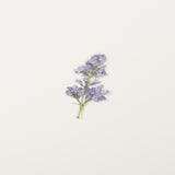 Appree Pressed Flower Sticker Lilac