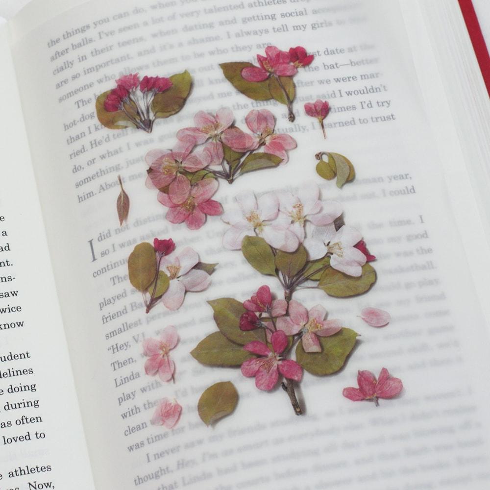 Appree Pressed Flower Sticker Apple Blossom