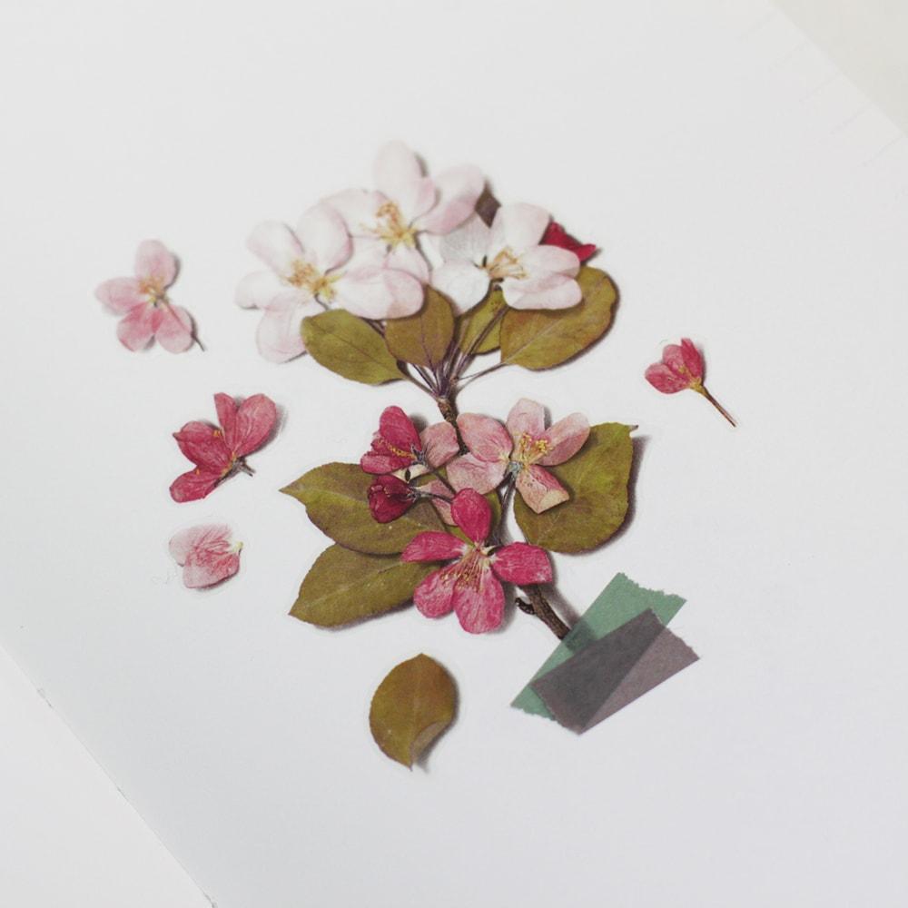 Appree Pressed Flower Sticker Apple Blossom