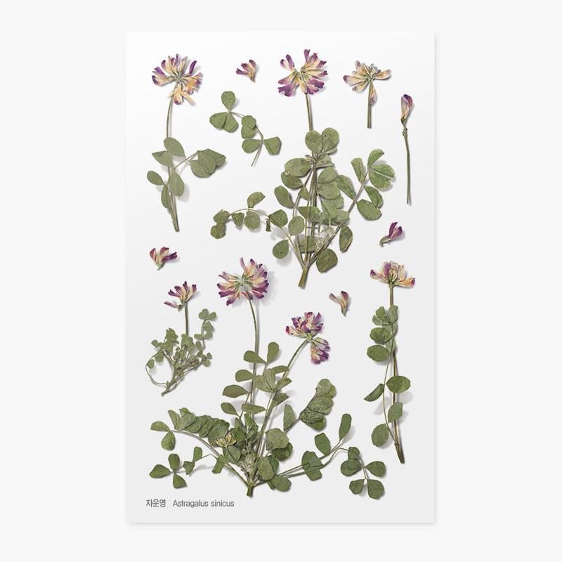 Appree Pressed Flower Sticker Astragalus Sinicus