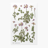 Appree Pressed Flower Sticker Astragalus Sinicus