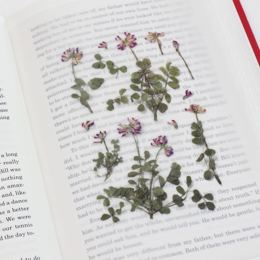 Appree Pressed Flower Sticker Astragalus Sinicus