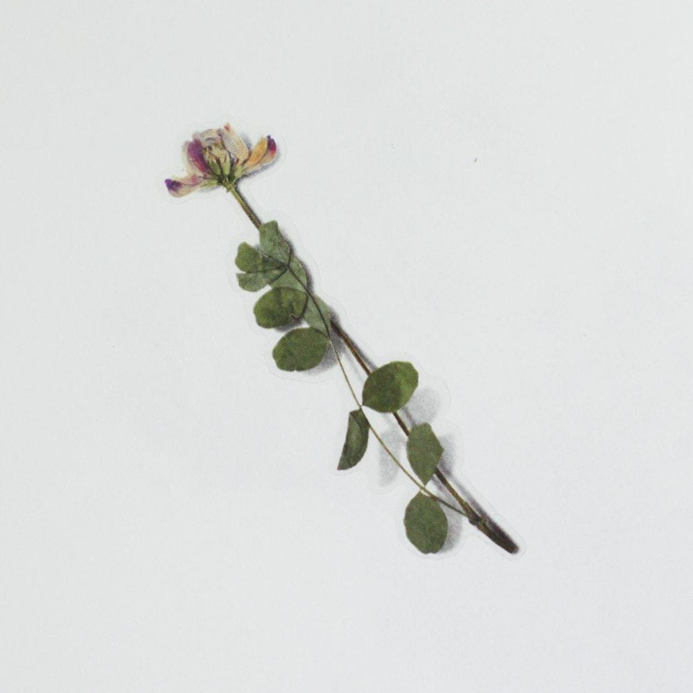 Appree Pressed Flower Sticker Astragalus Sinicus