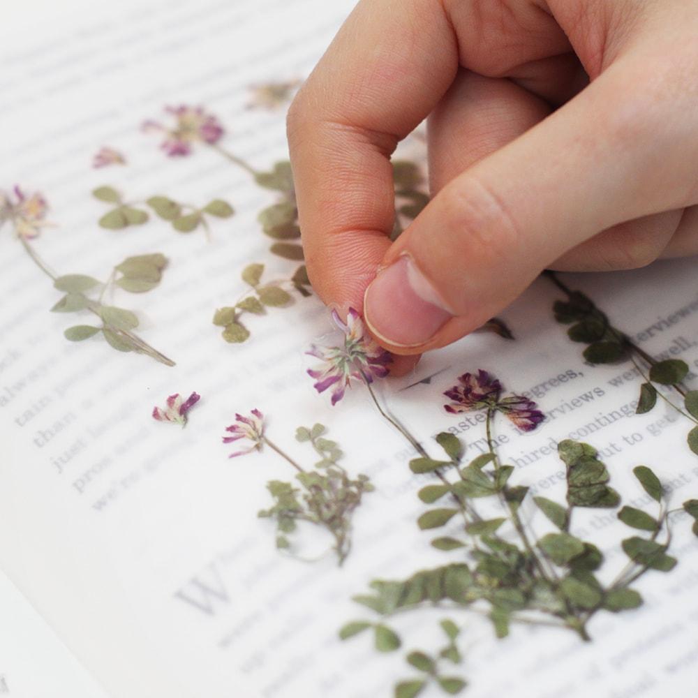 Appree Pressed Flower Sticker Astragalus Sinicus