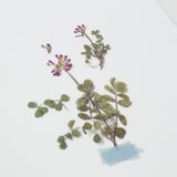Appree Pressed Flower Sticker Astragalus Sinicus