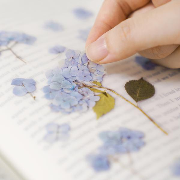 Appree Pressed Flower Sticker Bigleaf Hydrangea