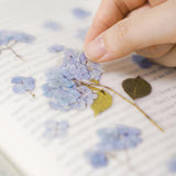 Appree Pressed Flower Sticker Bigleaf Hydrangea
