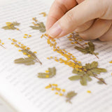 Appree Pressed Flower Sticker Mimosa