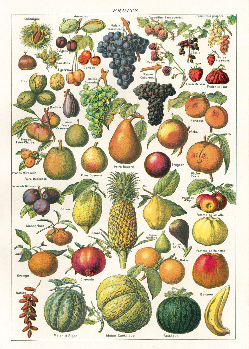 CAVALLINI Wrapping Paper Fruit