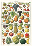 CAVALLINI Wrapping Paper Fruit