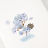 Appree Pressed Flower Sticker Bigleaf Hydrangea