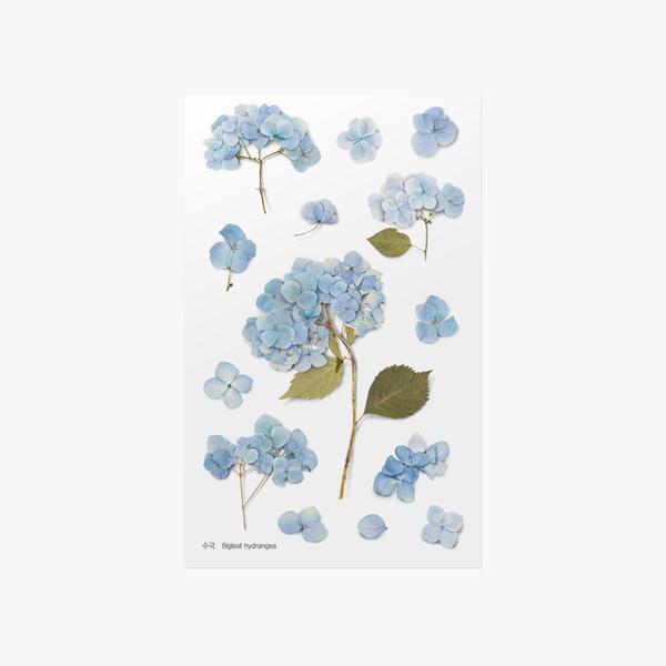 Appree Pressed Flower Sticker Bigleaf Hydrangea