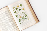 Appree Pressed Flower Sticker
