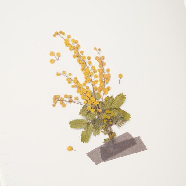 Appree Pressed Flower Sticker Mimosa