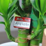 SUPA LUNA Enamel Pin Hello I'm dying inside