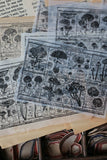 LCN Fungus Notecard Rubber Stamps I