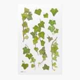 Appree Pressed Flower Sticker Ivy