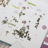 Appree Pressed Flower Sticker Astragalus Sinicus
