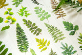 OURS Washi Tape Ferns