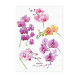 LOKA MADE Postcard A Family of Beauty